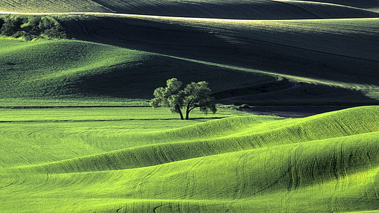 Palouse hills, gran árbol en medio del campo de hierba, naturaleza, 1920x1080, palouse, Fondo de pantalla HD HD wallpaper