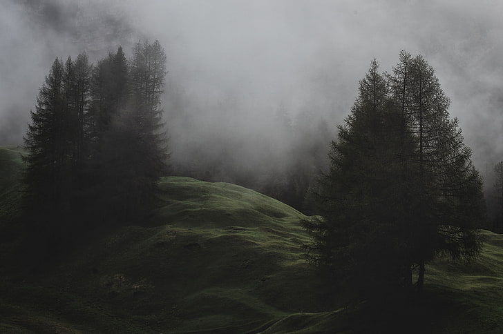 mist, pine trees, landscape, HD wallpaper