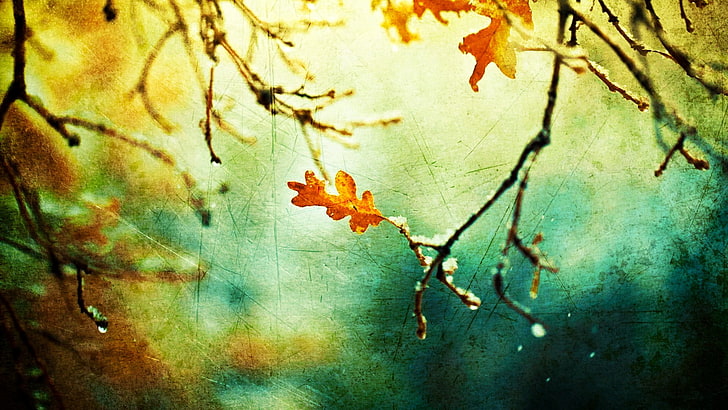 Orangenblatt und braune Zweige, Natur, Blätter, Zweig, Schnee, verschwommen, HD-Hintergrundbild