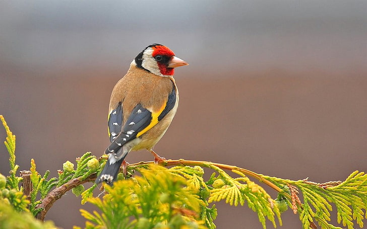 Goldfinch Bird-High Quality HD Wallpaper, brown and white bird, HD wallpaper