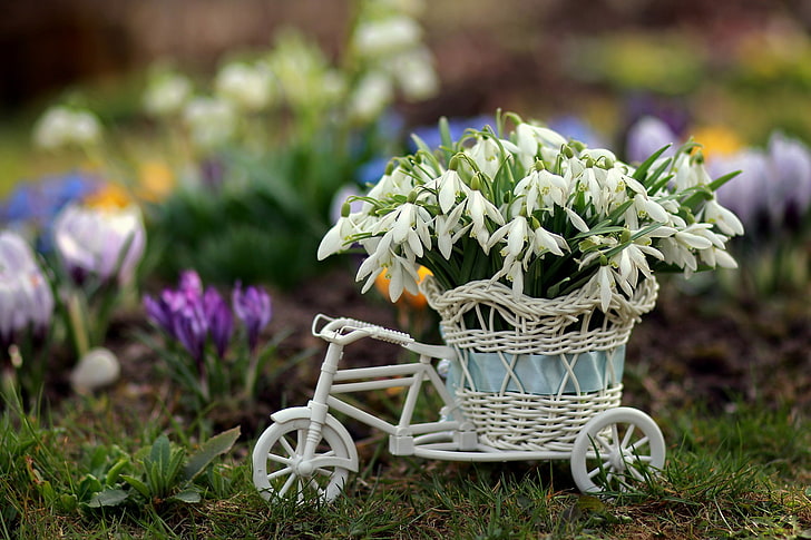 bicicleta, flores, primavera, campanillas de invierno, Fondo de pantalla HD