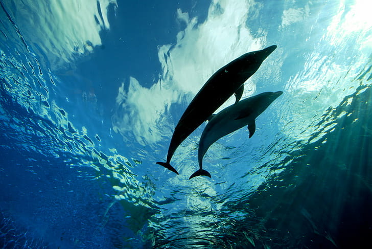 два делфина под водно тяло, син делфин, любов, делфини, водоем, син делфин, Йокохама, море, рай, тунел, Япония, изследван, под вода, първа страница, сигма, животно, природа, дива природа, делфин, син, бозайник, HD тапет