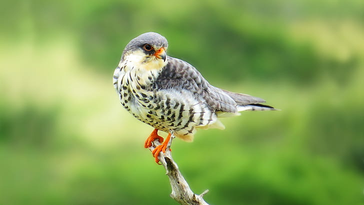 Aves, Falcão, Amur Falcon, Animal, Pássaro, HD papel de parede