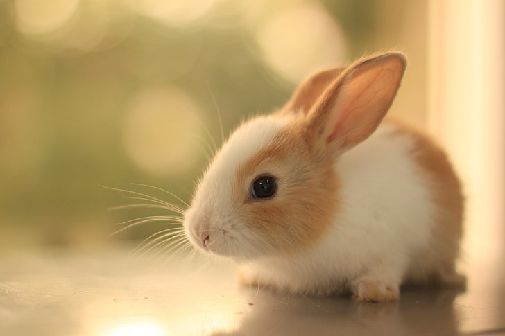 brown and white bunny, mustache, look, fluffy, rabbit, ears, HD wallpaper