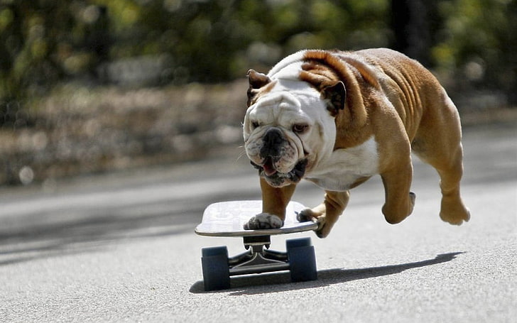 jovem corça adulta Bulldog inglês, cachorro, bulldog, skate, HD papel de parede
