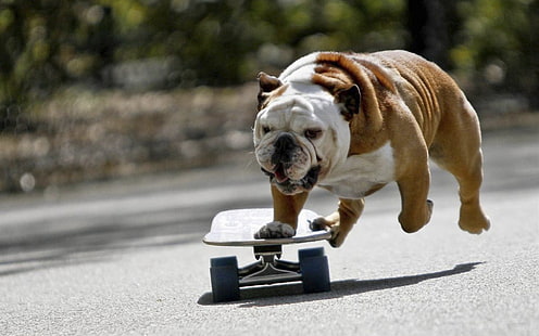 adult fawn English bulldog, dog, bulldog, skate, HD wallpaper HD wallpaper