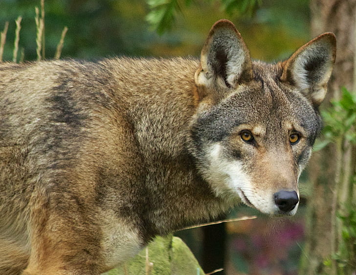 갈색과 검은 늑대 개, 야만인, 늑대, 야생 동물, 자연, 동물, 야생에서 동물, 회색 늑대, 포유 동물, 숲의 근접 촬영 사진, HD 배경 화면
