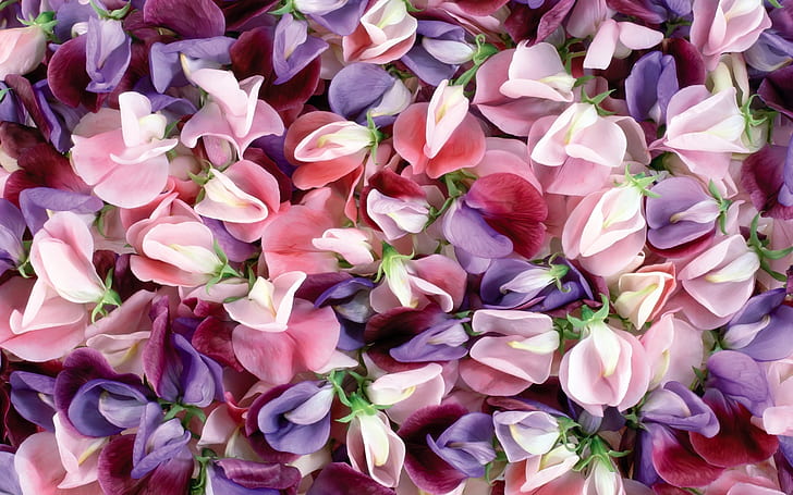 Лилави и розови цветя, розови, бели и лилави листни цветя, HD тапет
