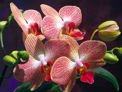 червена и бяла орхидея, орхидеи, цветя, розово, пъпки, клон, едър план, HD тапет HD wallpaper