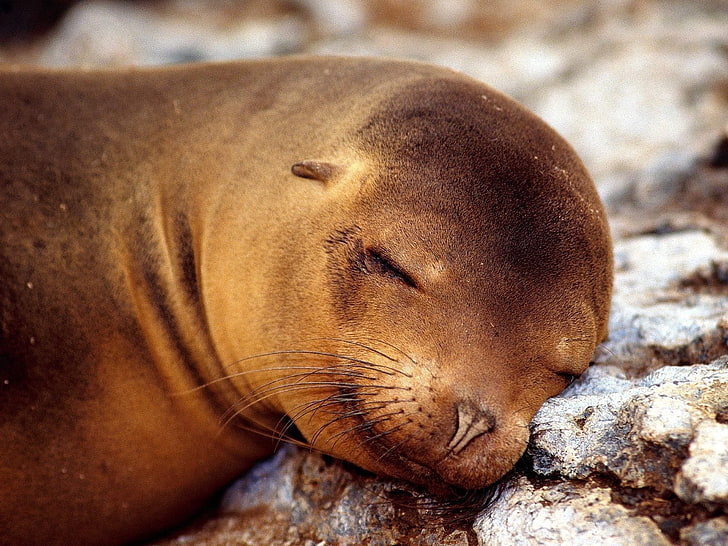leão-marinho marrom, selo, adormecido, focinho, animal, HD papel de parede