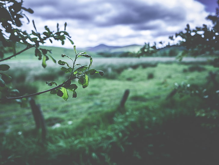 фотография с плитки фокуси на зелени листа, листа, замъглени, пейзаж, HD тапет