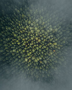природа, лес, деревья, с высоты птичьего полета, HD обои HD wallpaper
