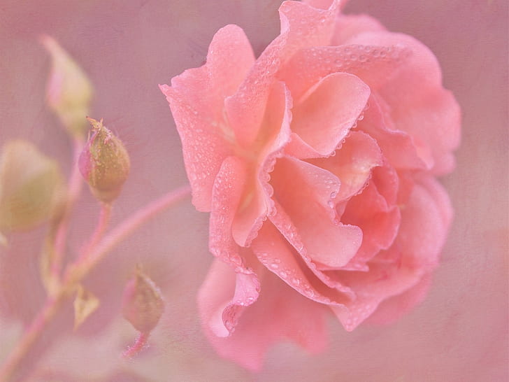 Pink rose flower close-up, water drops, Pink, Rose, Flower, Water, Drops, HD wallpaper