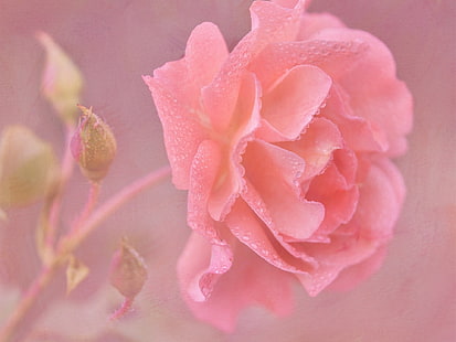Bunga mawar merah muda close-up, tetesan air, Merah muda, Mawar, Bunga, Air, Tetes, Wallpaper HD HD wallpaper