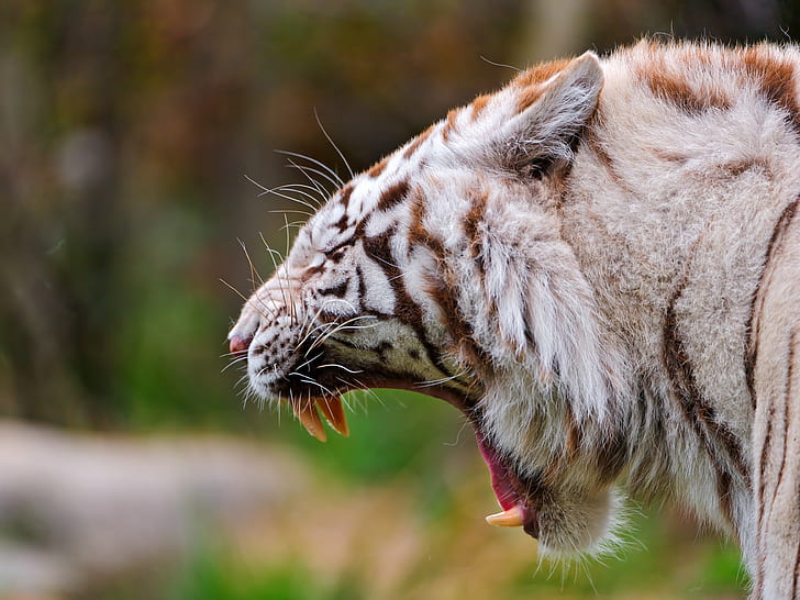 yawning tiger, white tiger, yawning, wild  cat, bengal, profile, portrait, open, mouth, face, head, amnéville, zoo, france, nikon  d700, animal, carnivore, wildlife, undomesticated Cat, nature, mammal, animals In The Wild, tiger, feline, large, endangered Species, fur, danger, striped, HD wallpaper