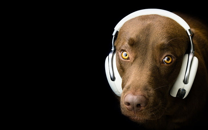 1920x1200 px dog headphones humor Animals Fish HD Art , dog, humor, headphones, 1920x1200 px, HD wallpaper