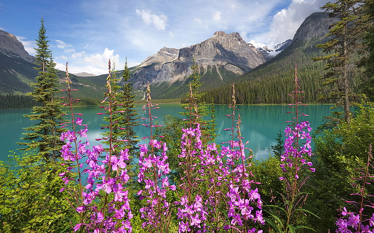 Emerald Lake, Parque Nacional Yoho, Patrimônio Mundial da UNESCO, Colúmbia Britânica, Montanhas Rochosas, Canadá, América do Norte, HD papel de parede