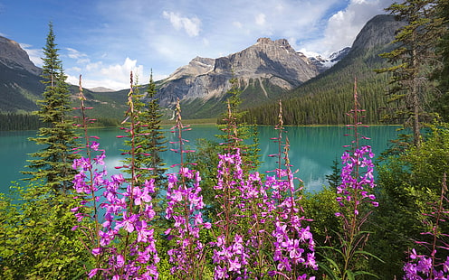 Emerald Lake, Yoho National Park, Unesco World Heritage Site, British Columbia, Rocky Mountains, Canada, North America, HD wallpaper HD wallpaper
