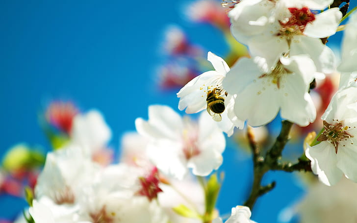 نحلة الربيع ، ربيع، خلفية HD
