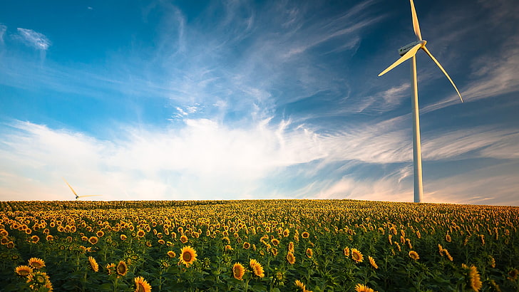 field, sky, wind power, turbine, wind, wind turbine, sunflower, renewable energy, energy, wind farm, crop, daytime, sunflower field, HD wallpaper