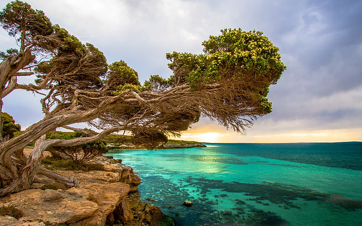 شجرة على جرف صخري بجانب الشاطئ في النهار والطبيعة والمناظر الطبيعية، خلفية HD