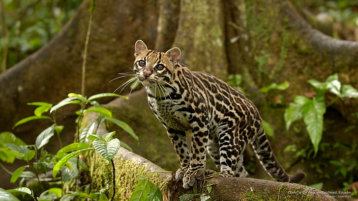 Оцелот в тропических лесах Амазонки, Эквадор, Животные, HD обои