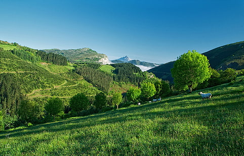 Montagne, Flanc de coteau, Mouton, Herbe, Arbres, Été, Fond d'écran HD HD wallpaper