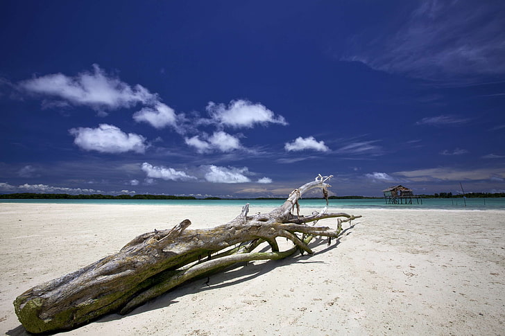 coral reefs, halmahera, indonesia, landscape, shipwrecked tree, sky, tropical, white sand beach, widi islands, HD wallpaper