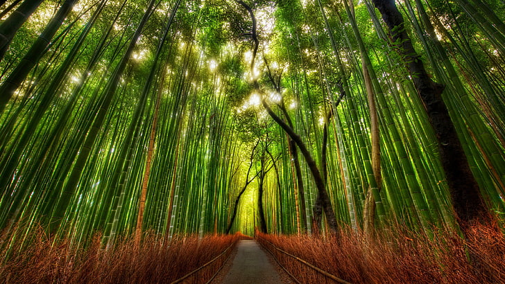 fotografia de bambu verde e árvores durante o dia, bambu, floresta, HD papel de parede