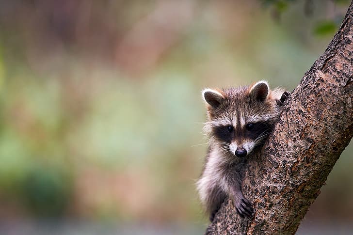 background, tree, blur, raccoon, cub, Wallpaper HD