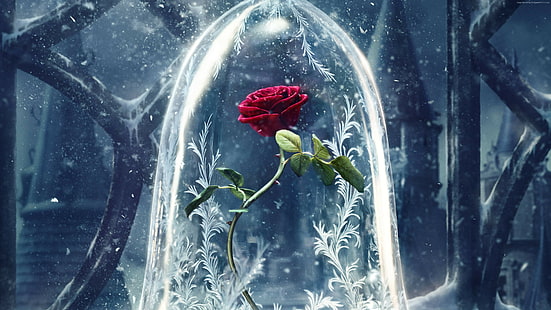 червено, роза, Красавицата и звярът, най-добрите филми, HD тапет HD wallpaper