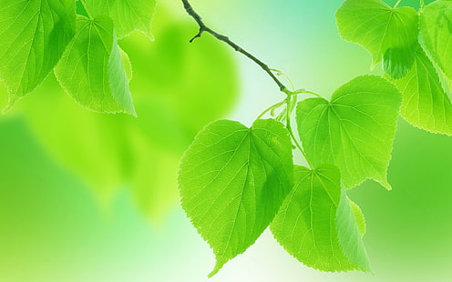 Летни зелени листа отблизо, размазан фон, Лято, зелени, листа, размазани, фон, HD тапет HD wallpaper