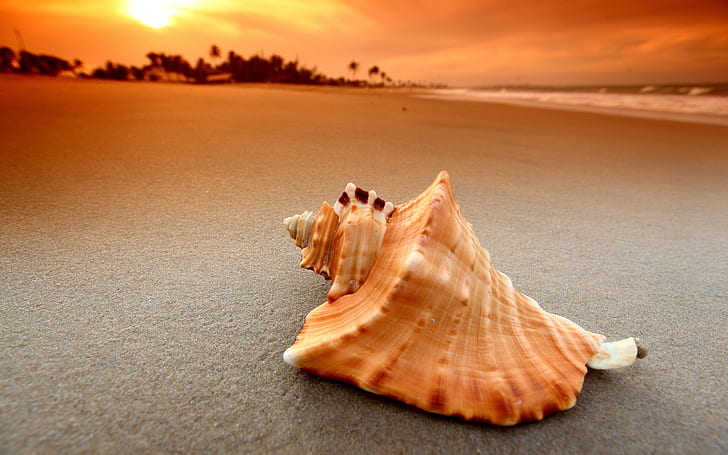 Beach Shell Sunset, HD wallpaper