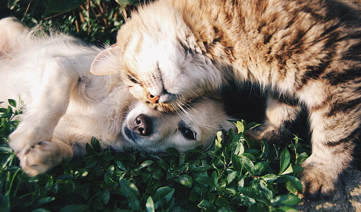 สัตว์เลี้ยงสุนัขเพื่อนสุนัขแมวแมวในประเทศ, วอลล์เปเปอร์ HD