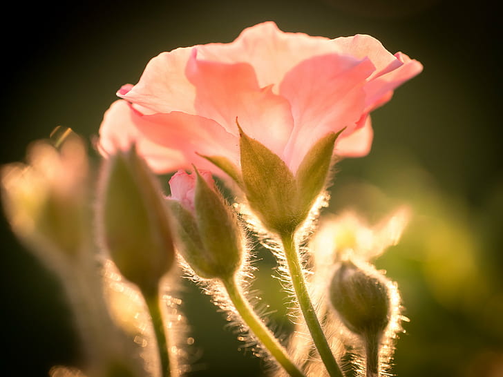 photography of flower, geranium, geranium, Geranium, photography, flower, Blume, Panasonic Lumix G5, Sigma, 60mm, F2.8, DN, nature, plant, close-up, springtime, beauty In Nature, HD wallpaper