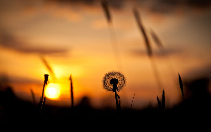 Nature sunset, grass, dandelion, silhouette, red sky, silhouette of flower, Nature, Sunset, Grass, Dandelion, Silhouette, Red, Sky, HD wallpaper
