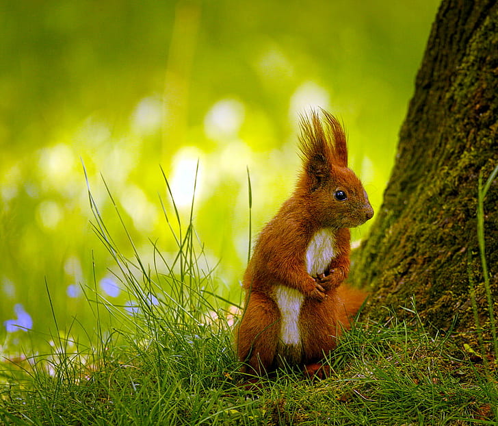 scoiattolo arancione e bianco su erba verde, scoiattolo, arrabbiato, arancio, scoiattolo bianco, erba verde, Sciurus vulgaris, Wiewiórka, scoiattolo rosso eurasiatico, roditore, scoiattolo, animale, natura, mammifero, fauna selvatica, carino, erba, marrone, all'aperto, birichino, pelliccia, piccoli animali In The Wild, Sfondo HD
