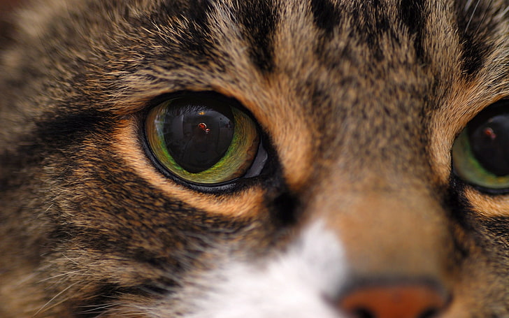 кошачий глаз, кошка, лицо, глаза, крупный план, HD обои