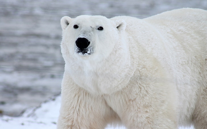 Cold winter white polar bear foraging, HD wallpaper