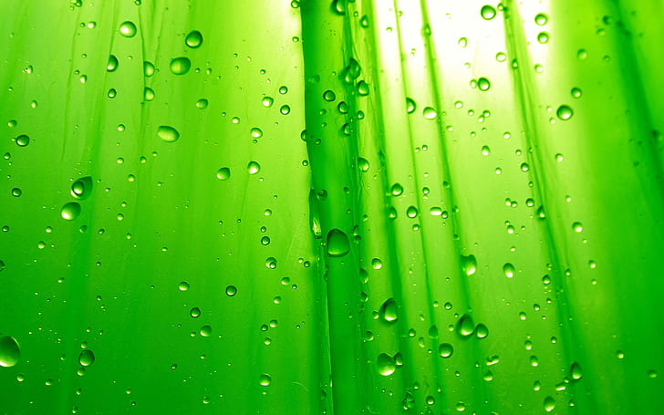 Kesederhanaan Hijau, close-up, tetesan, hijau, daun, makro, alam, fotografi, tanaman, tembus cahaya, basah, Wallpaper HD