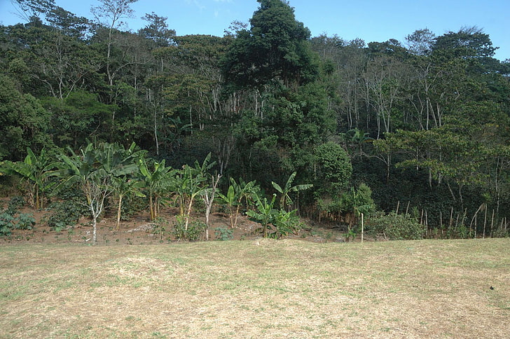 banana trees, coffee plantation, forest, HD wallpaper