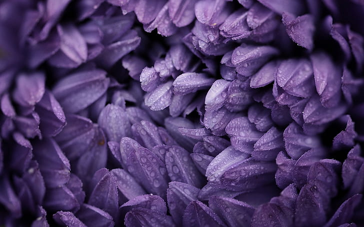 Flower Purple Water Drops Macro HD, purple flower, nature, flower, macro, water, purple, drops, HD wallpaper