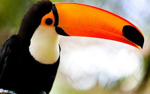 toucans, birds, HD wallpaper HD wallpaper
