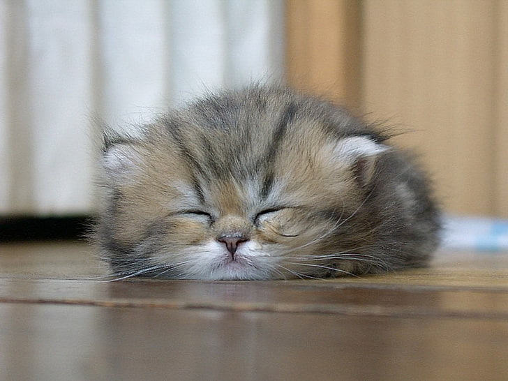 brązowo-szary kot perski, kot, zamknięte oczy, zwierzęta, Tapety HD