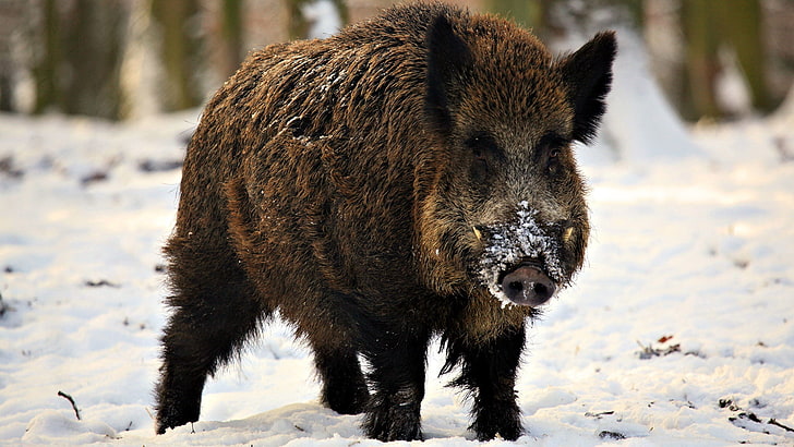 brown wild boar, fangs, piglet, snow, winter, wild boar, HD wallpaper