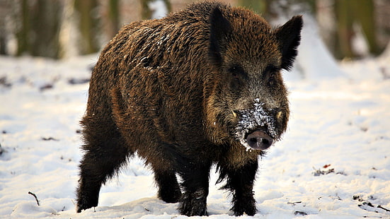 brown wild boar, fangs, piglet, snow, winter, wild boar, HD wallpaper HD wallpaper