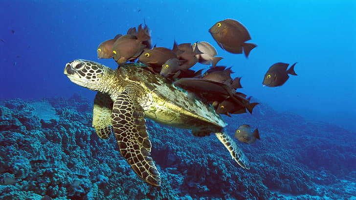 tortuga marina, tortuga submarina, peces, submarina, Fondo de pantalla HD