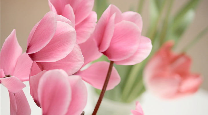 Pink Cyclamen Flowers, Aero, Macro, Beautiful, Pink, Dreamy, Japan, Tulip, Cute, toyama, tonami, cyclamen, HD wallpaper
