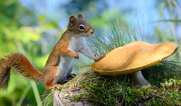 Animal, Squirrel, Close-Up, Moss, Mushroom, Rodent, HD wallpaper
