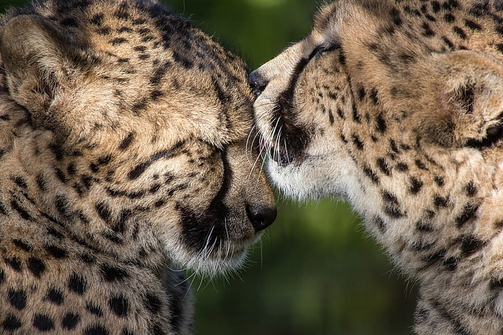 two cheetah photo, love, predators, friendship, pair, weasel, wild cats, care, cheetahs, HD wallpaper